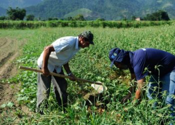 Agricultura familiar é 8ª maior produtora de alimentos do mundo