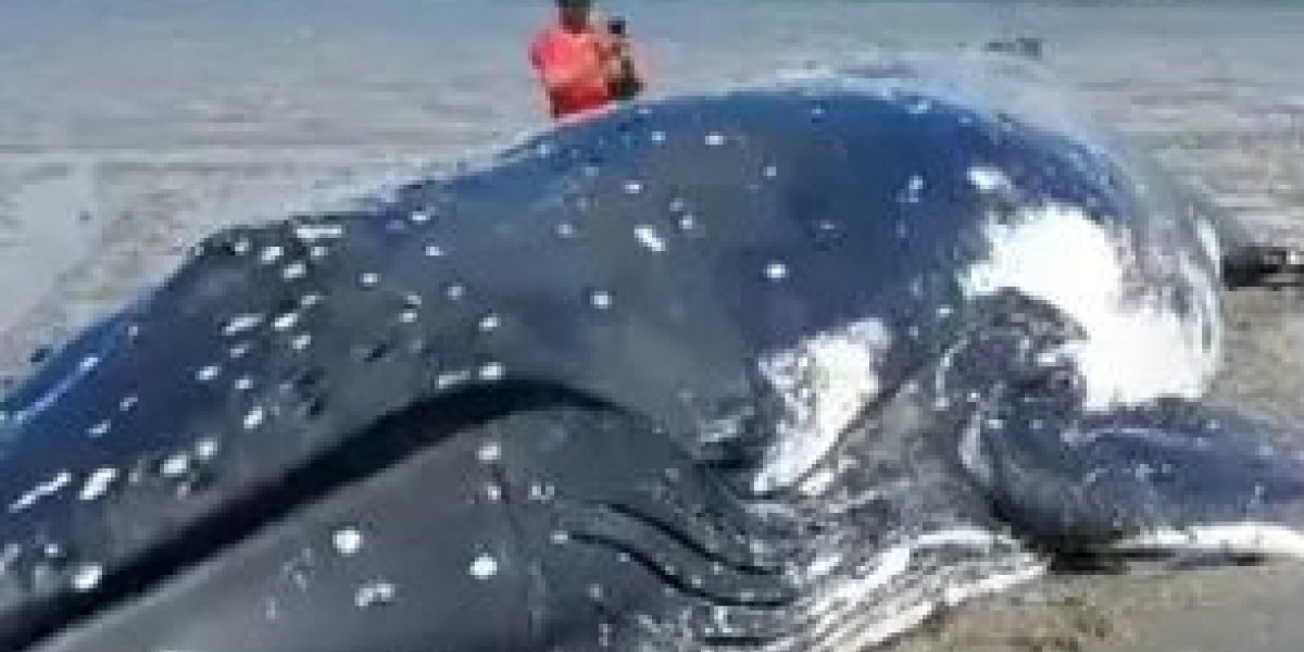 Baleia morre após encalhar em praia na Ilha da Formiga