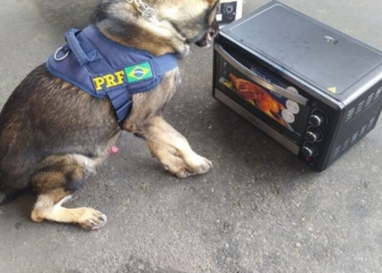 Cães farejadores encontraram cocaína dentro de micro-ondas em ônibus de turismo