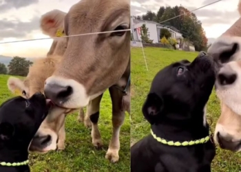 Vacas roubam beijos de cachorrinho e encantam internautas com momento fofo; assista