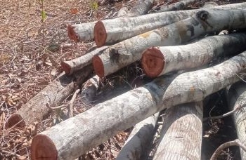 PM prende suspeito de desmatamento em Morro do Chapéu
