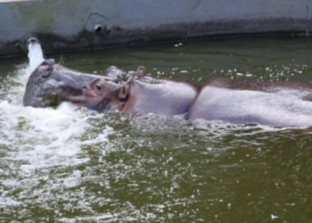 Para amenizar o calor, animais do zoológico de Salvador receberão sorvete
