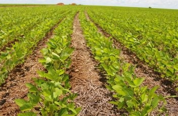 Plantio de soja no Oeste baiano é concluído com cerca de 2 milhões de hectares
