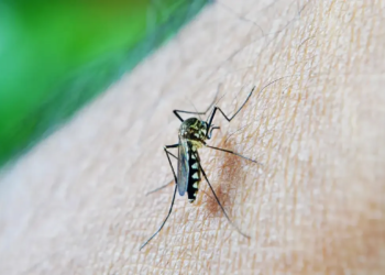Quarta morte por dengue na Bahia é confirmada pela Sesab