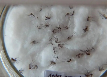 Dia D contra a dengue convoca população a eliminar focos do mosquito