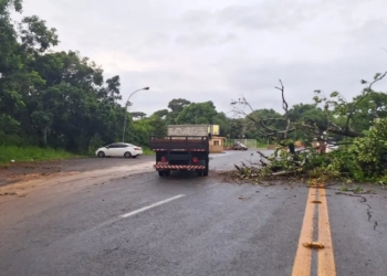 Árvore cai e deixa trecho da Estrada do Derba interditado