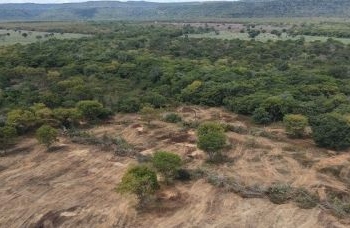Brasil já perdeu 34 milhões dos 82,6 milhões de hectares da Caatinga