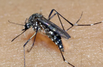 Dengue: 21 estados e o DF apresentam queda ou estabilidade da doença