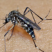 Dengue: 21 estados e o DF apresentam queda ou estabilidade da doença
