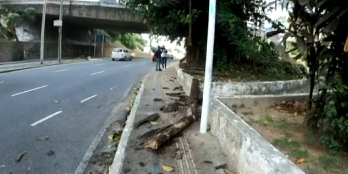Árvore cai e destroi carro no Vale de Nazaré, em Salvador, durante jogo do Bahia