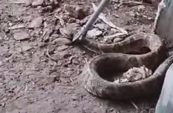 Mais de mil animais silvestres foram recolhidos em Salvador neste ano