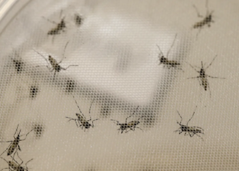 Criança de 4 anos morre vítima de dengue em Feira de Santana