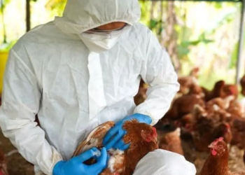 OMS anuncia iniciativa para auxiliar no desenvolvimento de vacinas de mRNA contra gripe aviária humana
