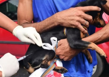 Mais de 40 mil animais já foram imunizados com vacina antirrábica em Salvador