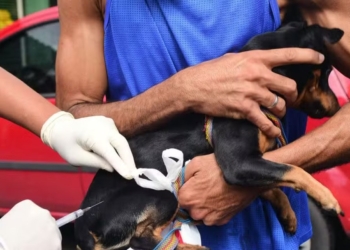 Campanha de imunização para cães e gatos começa nesta segunda-feira (08)