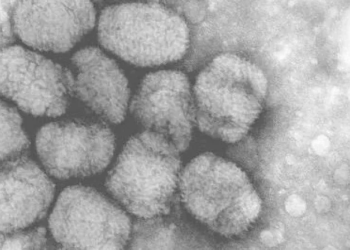 Nova variante da mpox é detectada na Alemanha