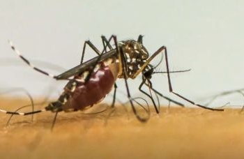 Para reforçar o enfrentamento às arboviroses, o Governo do Estado investiu mais de R$ 23 milhões desde o ano passado em ações contra o Aedes aegypti, transmissor da dengue, zika e chikungunya.