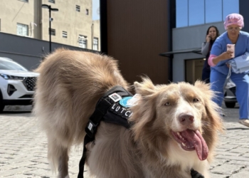 Cão terapeuta Lútche leva acolhimento e humanização à Maternidade e Hospital da Criança Deputado Alan Sanches